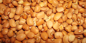 White Vigna Sinensis beans for export